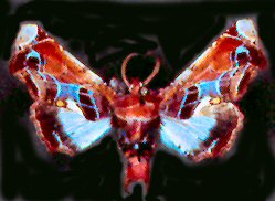 Eutelia Moth (Eutelia pulcherrima) Eutelia Moth (Eutelia pulcherrima)