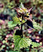 Garlic Mustard (02/13/08)