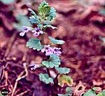 Ground Ivy (04/05/07)