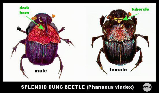Splendid Dung Beetle