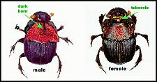 Splendid Dung Beetle (12/04/06)