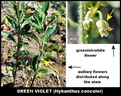 Green Violet (Hybanthus concolor)