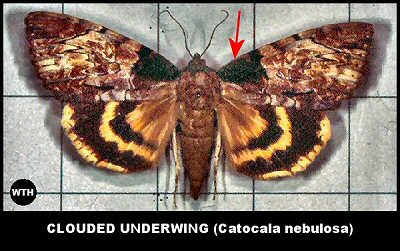 Clouded Underwing (Catocola nebulosa)