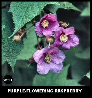 Purple-flowering Raspberry (Rubus odoratus)
