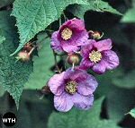 Purple-flowering Raspberry (9/24/06)