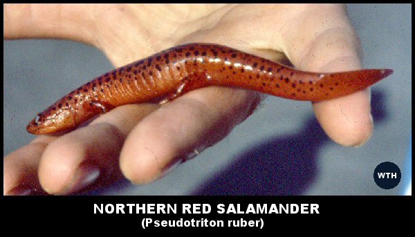 Northern Red Salamander (Pseudotriton ruber)