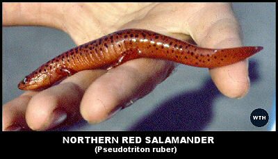 Northern Red Salamander (Pseudotriton ruber)
