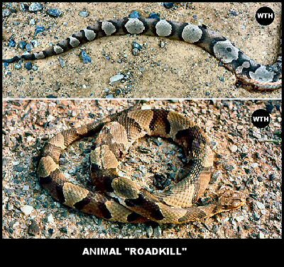 Copperhead Roadkill