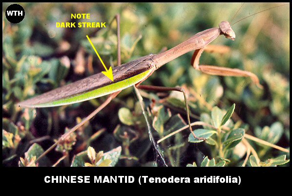 Chinese Mantid (Tenodera aridifolia)