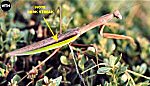 Chinese Mantid (9/29/06)