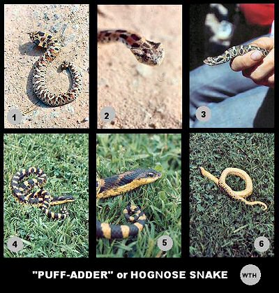 Puff Adder (Heterodon platyrhinos)