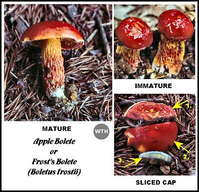 Apple Bolete or Frost's Bolete (Boletus frostii)