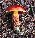 Frost Bolete or Apple Bolete (10/13/06)