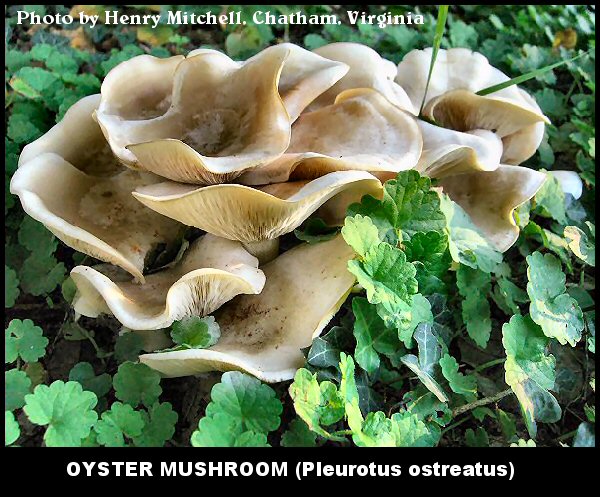 Oyster Mushroom (Pleurotus ostreatus)