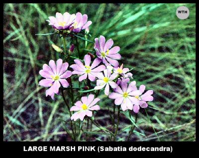 Large Marsh Pink (Sabatia dodecandra)