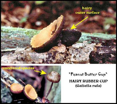 Hairy Rubber Cup (Galiella rufa)
