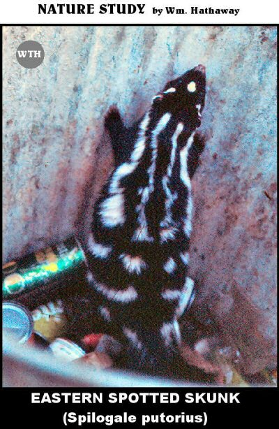 Eastern Spotted Skunk (Spilogale putorius)