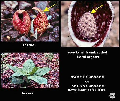 Swamp Cabbage or Skunk Cabbage (Symplocarpus foetidus)