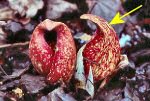 Swamp Cabbage or Skunk Cabbage (11/06/06)