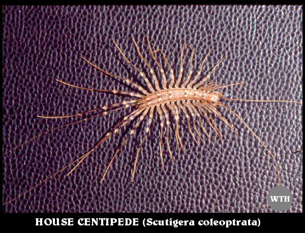 House Centipede (Scutigera coleoptrata)