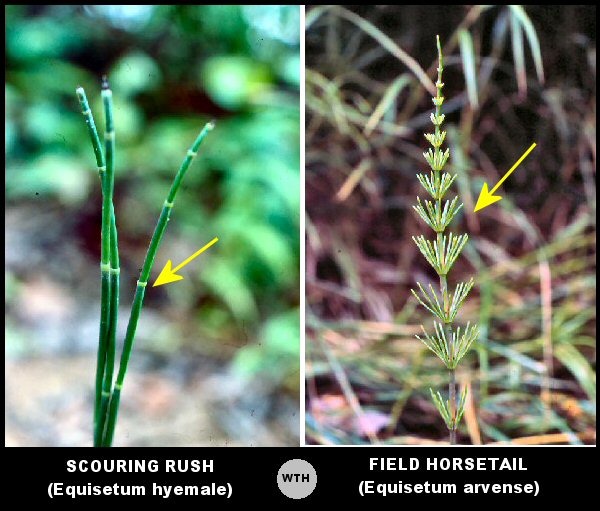 Horsetails (Equisetum hyemale and Equisetum arvense)