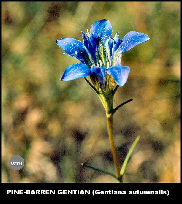 Pine-barren Gentian (Gentiana autumnalis)