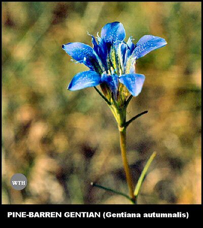 Pine-barren Gentian (Gentiana autumnalis)