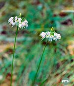 Nodding Onion (11/27/06)