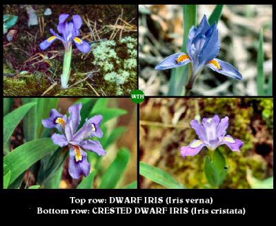 Dwarf Iris Comparison