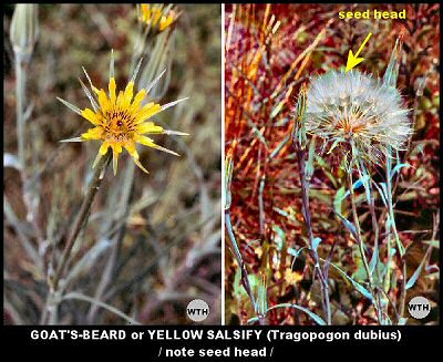 Goat's-beard