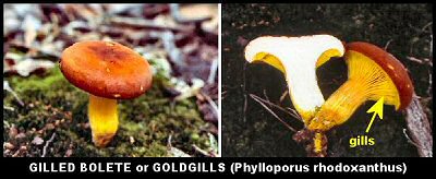 Gilled Bolete or Goldgills Mushroom