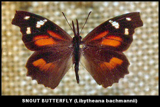 Snout Butterfly