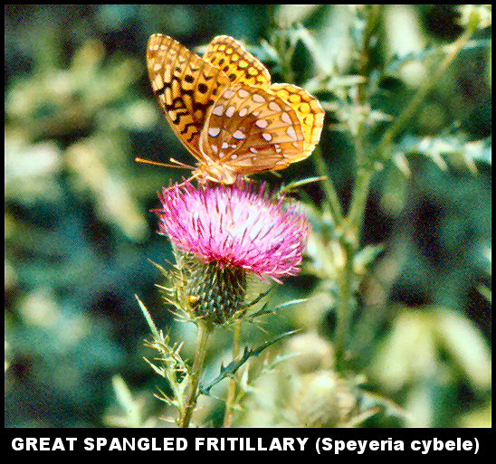 Great Spangled Fritillary