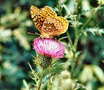 Great Spangled Fritillary (12/18/06)