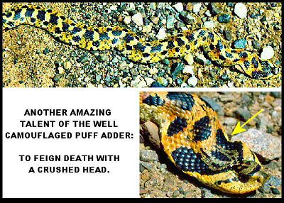Puff Adder (Heterodon platyrhinos)