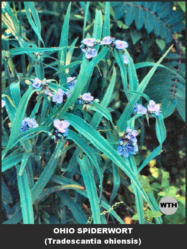 Spiderwort (Tradescantia ohiensis)