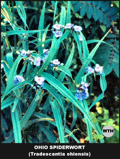 Spiderwort (Tradescantia ohiensis)