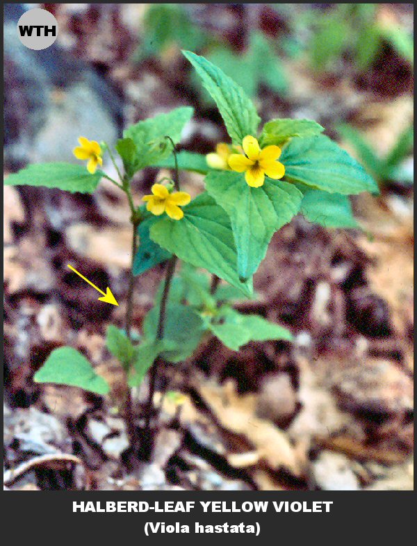 Halberd-leaf Yellow Violet (Viola hastata)