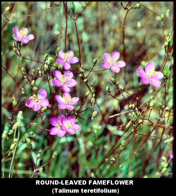 Round-leaved Fameflower (Talinum teretifolium)