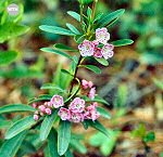 Lamb-kill (01/20/07)