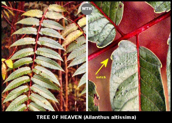 Tree-of-Heaven (Ailanthus altissima)