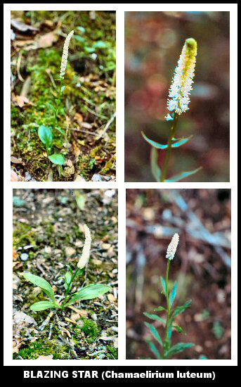 Blazing Star (Chamaelirium luteum)
