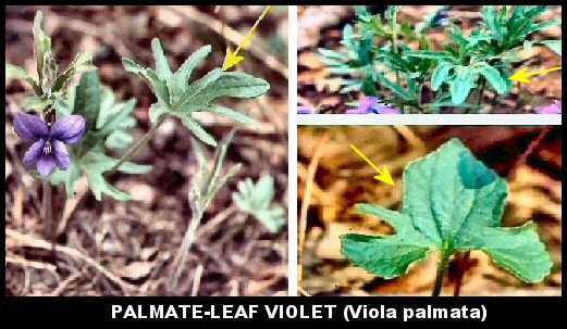 Palmate-leaf Violet (Viola palmata)