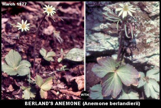 Berland's Anemone (Anemone berlandierii)