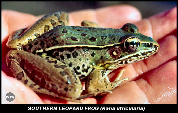 Southern Leopard Frog (Rana utricularia)