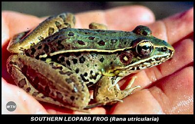 Southern Leopard Frog (Rana utricularia)