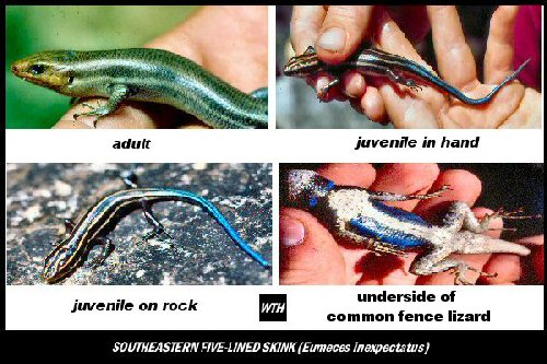 Southeastern Five-lined Skink (Eumeces inexpectatus)