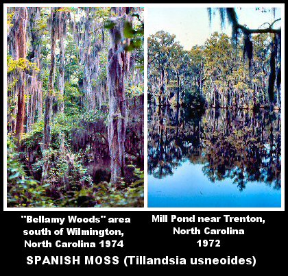 Spanish Moss (Tillandsia usneoides)