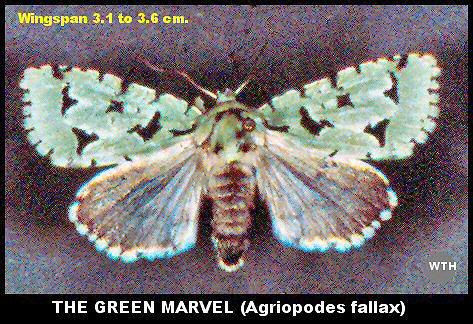 Green Marvel Moth (Agriopodes fallax)