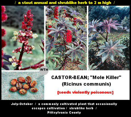 Castor-bean (Ricinis communis)